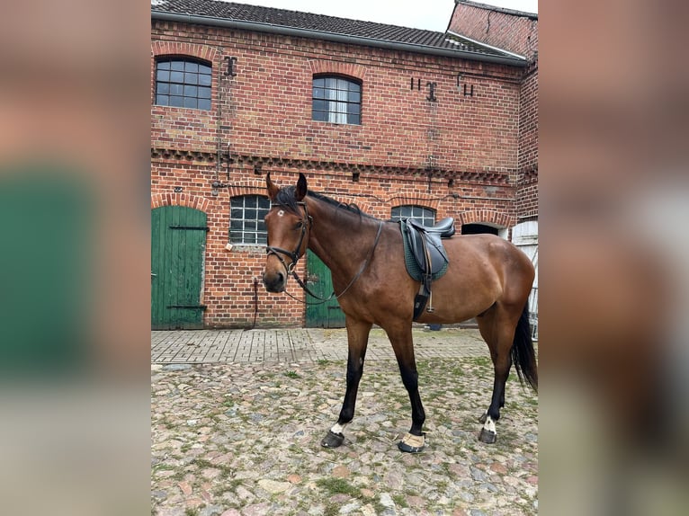Cheval de sport allemand Hongre 4 Ans 184 cm Bai in Gardelegen