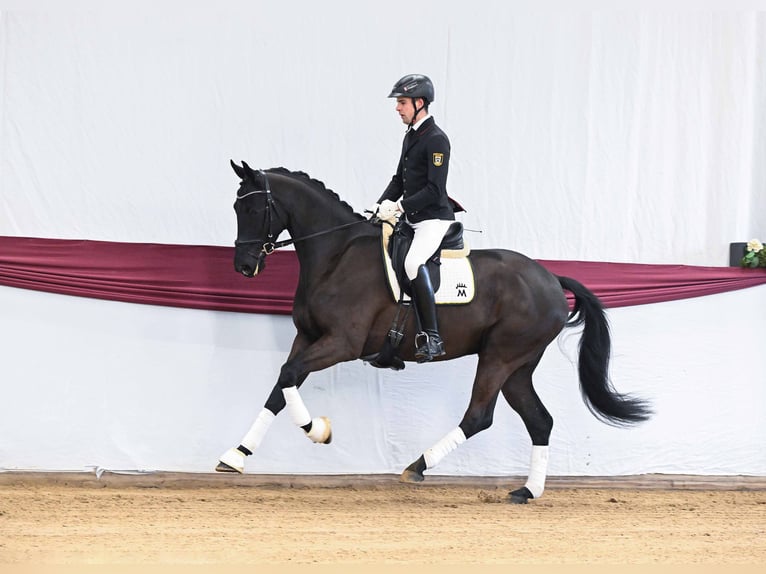 Cheval de sport allemand Hongre 4 Ans Bai brun foncé in Gomadingen