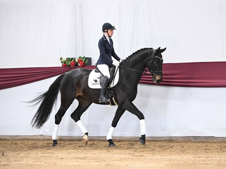 Cheval de sport allemand Hongre 4 Ans Bai brun foncé in Gomadingen