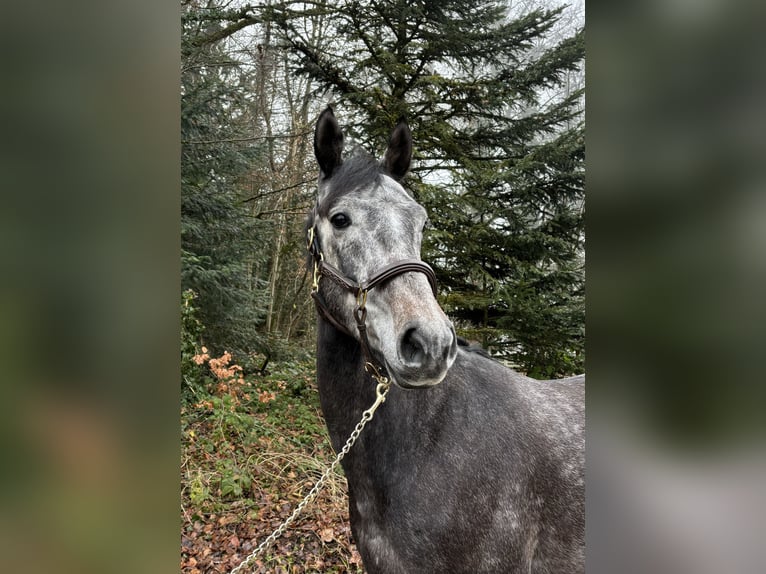 Cheval de sport allemand Hongre 4 Ans in Murg