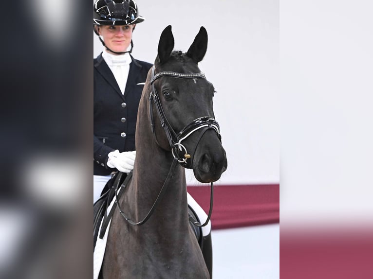 Cheval de sport allemand Hongre 4 Ans Noir in Gomadingen