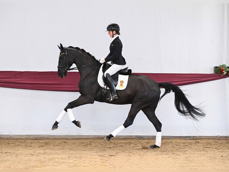 Cheval de sport allemand Hongre 4 Ans Noir in Gomadingen