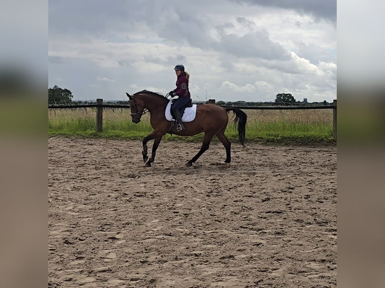 Cheval de sport allemand Hongre 5 Ans 160 cm Bai in Mülheim an der Ruhr