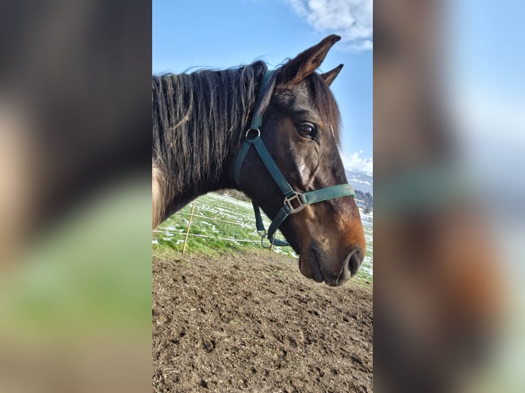 Cheval de sport allemand Hongre 5 Ans 160 cm Bai in Waltenhofen