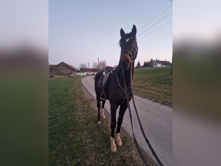 Cheval de sport allemand Hongre 5 Ans 160 cm Bai in Waltenhofen