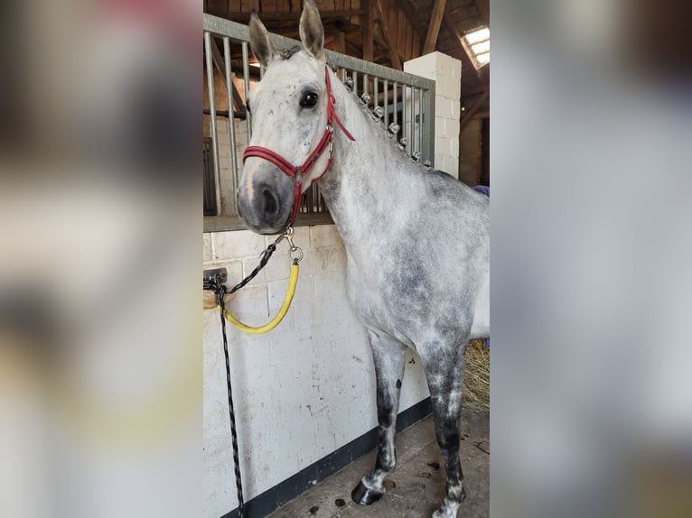 Cheval de sport allemand Hongre 5 Ans 160 cm Gris in Perleberg