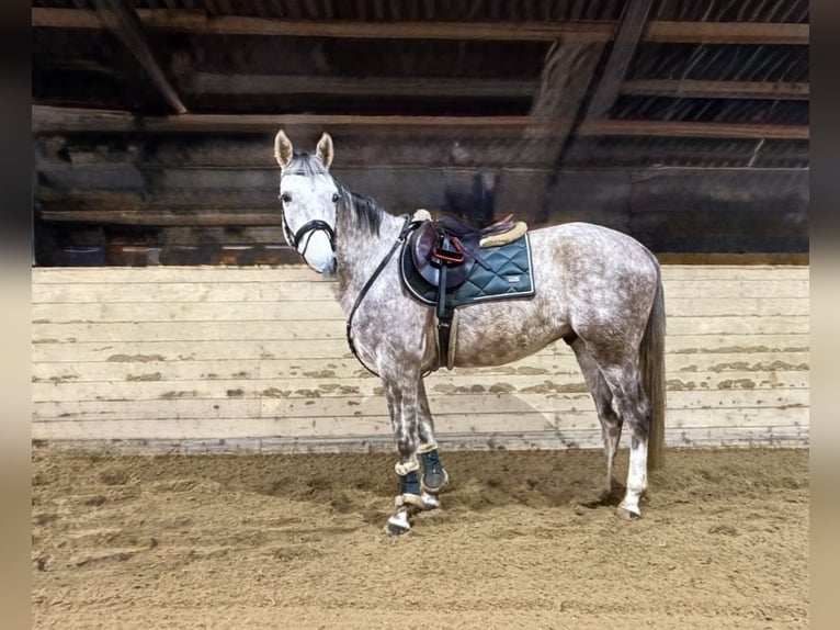 Cheval de sport allemand Hongre 5 Ans 160 cm Gris pommelé in Pelmberg