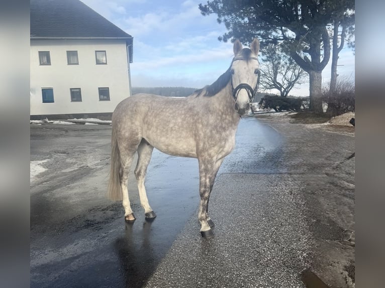 Cheval de sport allemand Hongre 5 Ans 160 cm Gris pommelé in Pelmberg