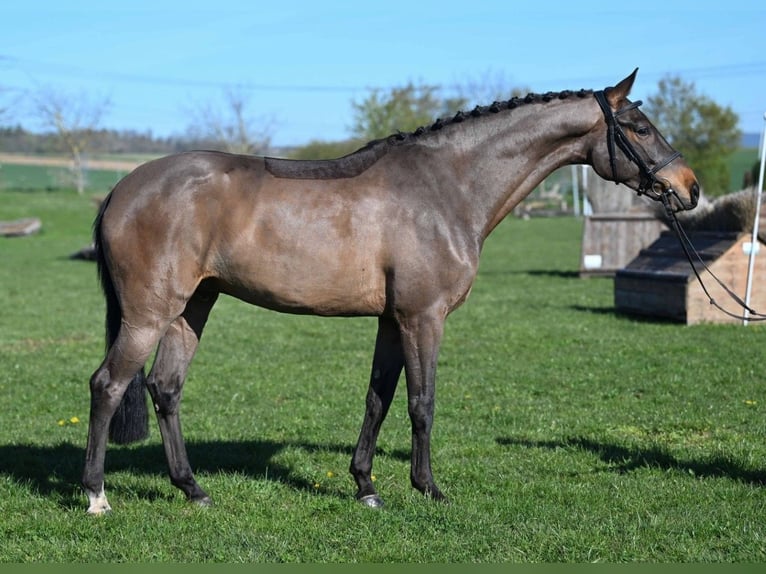 Cheval de sport allemand Hongre 5 Ans 162 cm Bai in Gomadingen