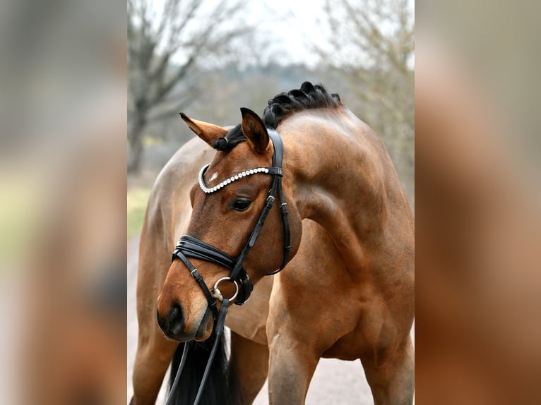 Cheval de sport allemand Hongre 5 Ans 162 cm Bai in Kamern