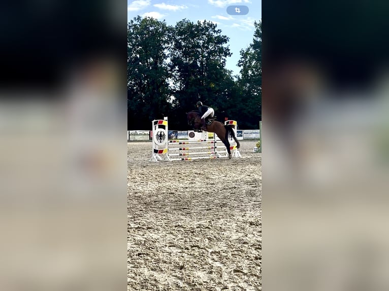 Cheval de sport allemand Hongre 5 Ans 162 cm Bai in Thalheim / Erzgebirge