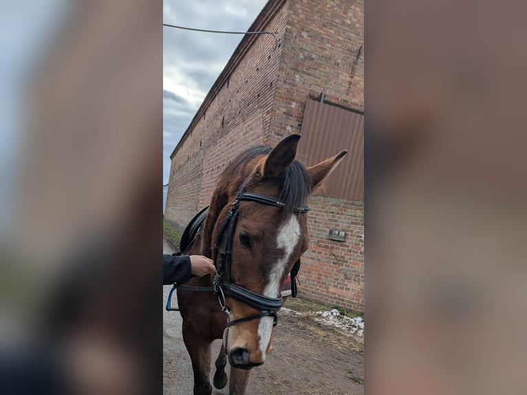 Cheval de sport allemand Hongre 5 Ans 162 cm Bai in Libbesdorf