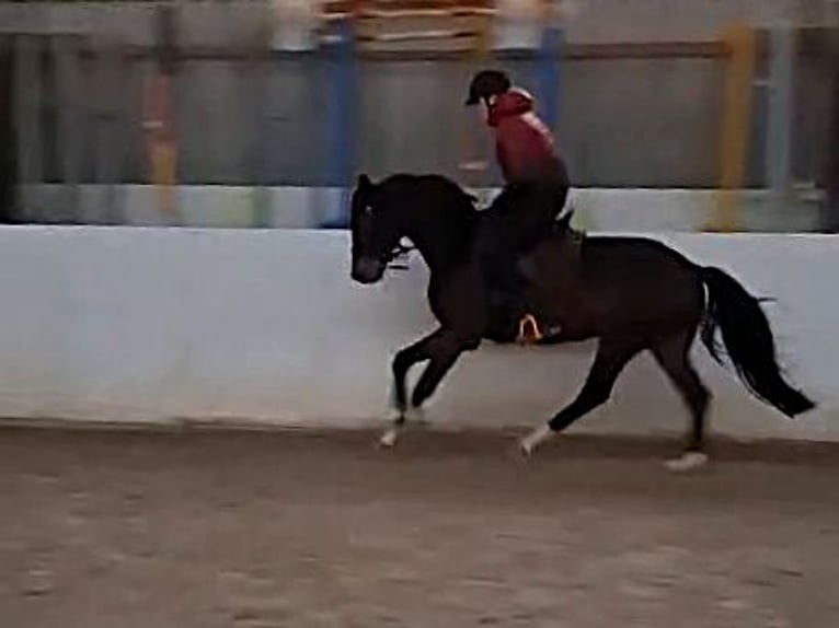 Cheval de sport allemand Hongre 5 Ans 163 cm Bai brun in Zahna-Elster