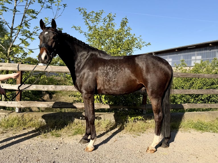 Cheval de sport allemand Hongre 5 Ans 163 cm Bai brun in Grevenbroich