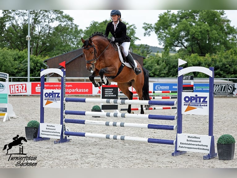 Cheval de sport allemand Hongre 5 Ans 163 cm Bai in Berga- Wünschendorf