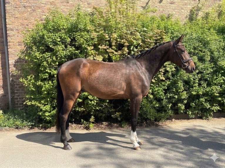 Cheval de sport allemand Hongre 5 Ans 163 cm Bai in Niederkassel