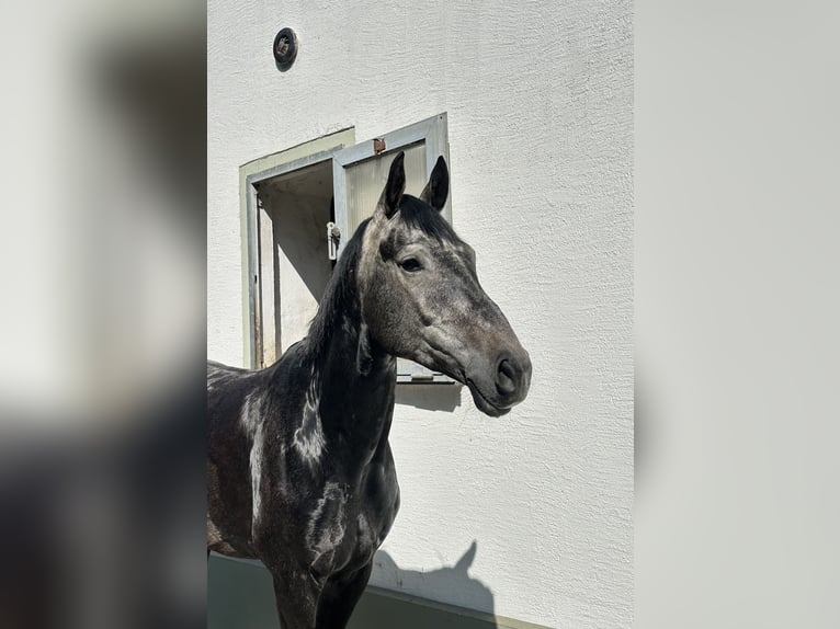 Cheval de sport allemand Hongre 5 Ans 163 cm Gris in Cavertitz