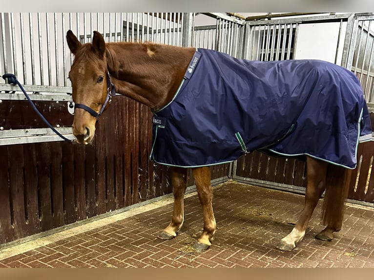 Cheval de sport allemand Hongre 5 Ans 164 cm Alezan in Rheinsberg