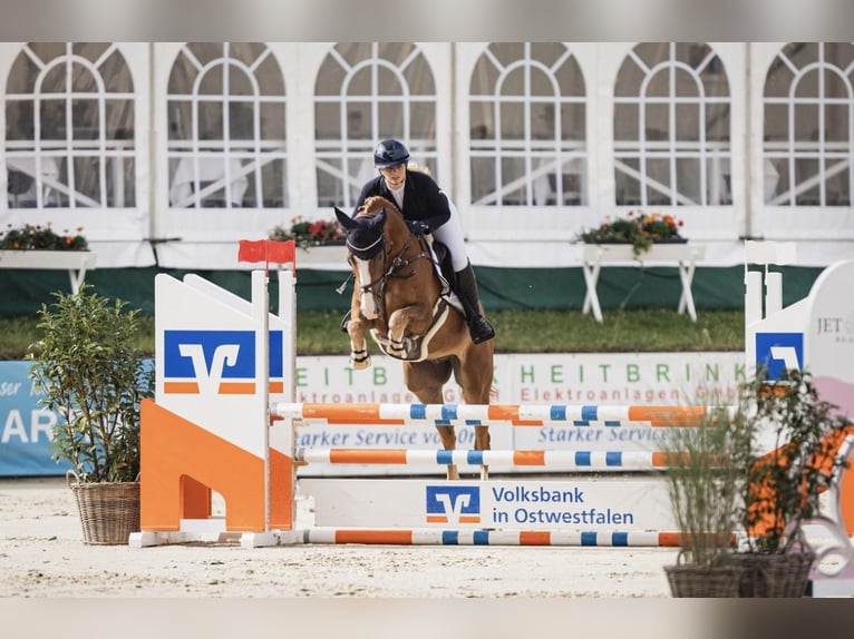 Cheval de sport allemand Hongre 5 Ans 164 cm Alezan in Bielefeld