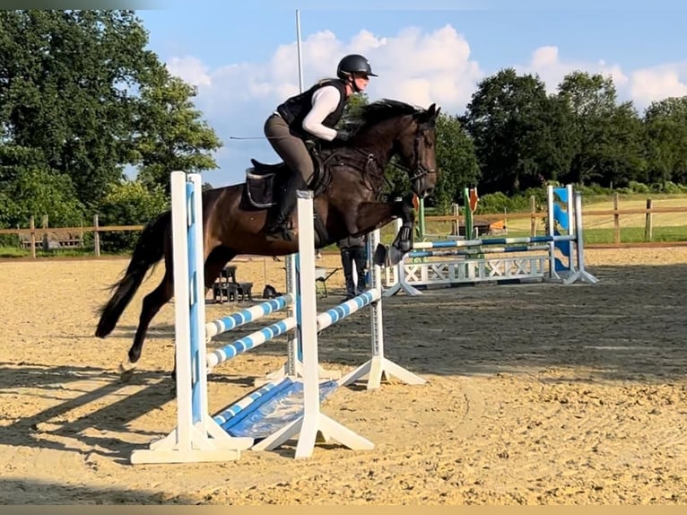 Cheval de sport allemand Hongre 5 Ans 164 cm Bai brun foncé in Ladeburg