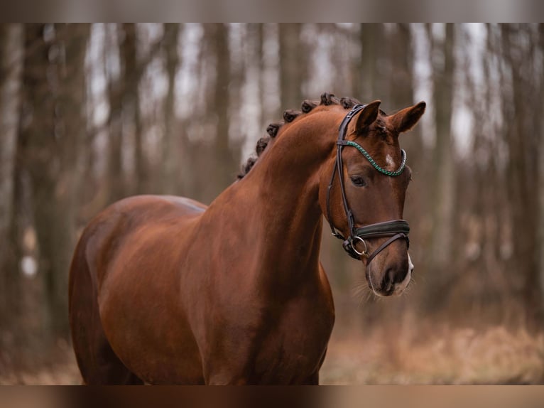 Cheval de sport allemand Hongre 5 Ans 165 cm Alezan brûlé in Wehringen
