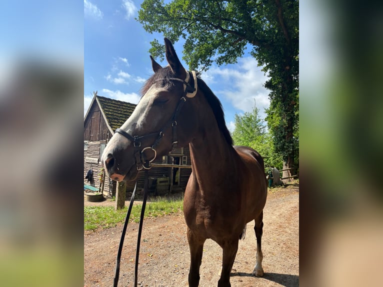 Cheval de sport allemand Hongre 5 Ans 165 cm Alezan brûlé in Gifhorn Cheval de sport allemand Hongre 5 Ans 165 cm Alezan brûlé in Gifhorn