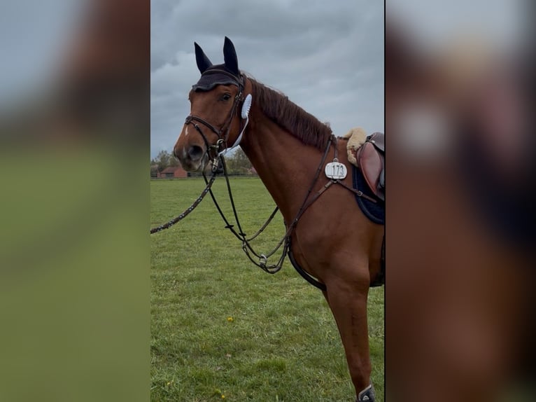Cheval de sport allemand Hongre 5 Ans 165 cm Alezan in Borstel