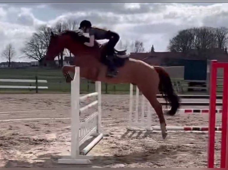 Cheval de sport allemand Hongre 5 Ans 165 cm Alezan in Borstel