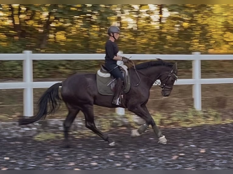 Cheval de sport allemand Hongre 5 Ans 165 cm Bai brun in Hegnenbach
