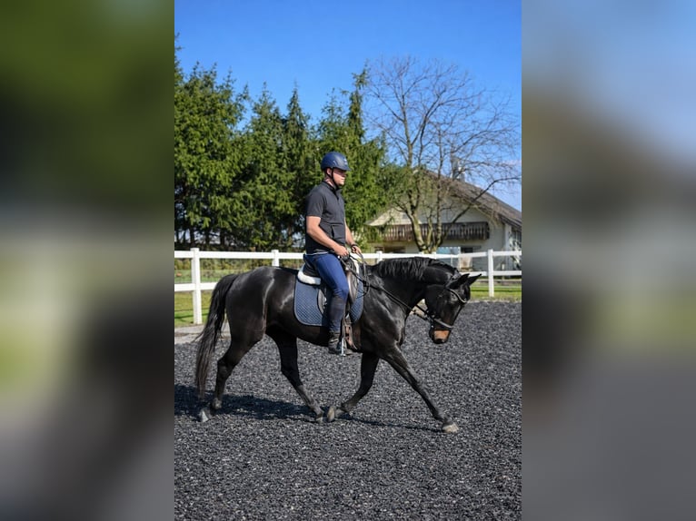 Cheval de sport allemand Hongre 5 Ans 165 cm Bai brun in Hegnenbach