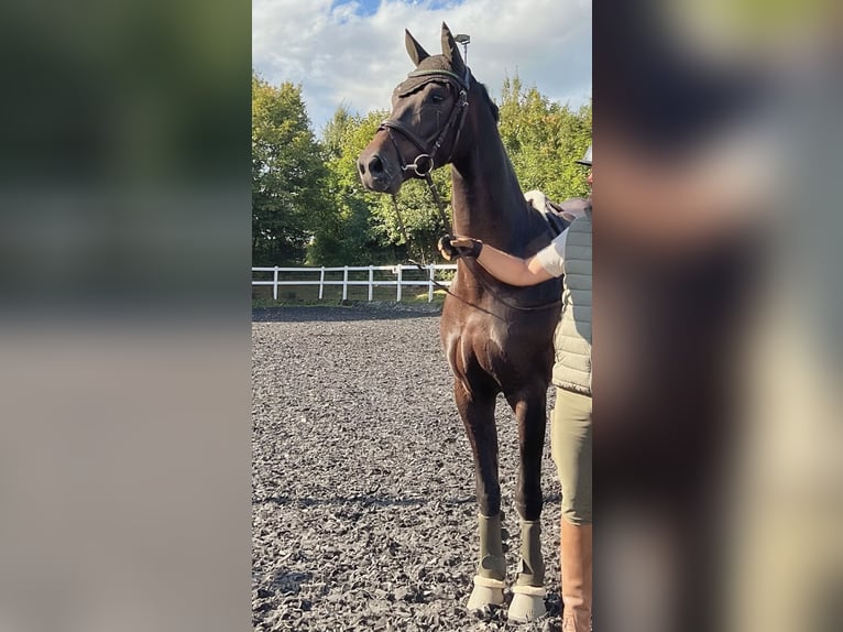 Cheval de sport allemand Hongre 5 Ans 165 cm Bai brun in Hegnenbach