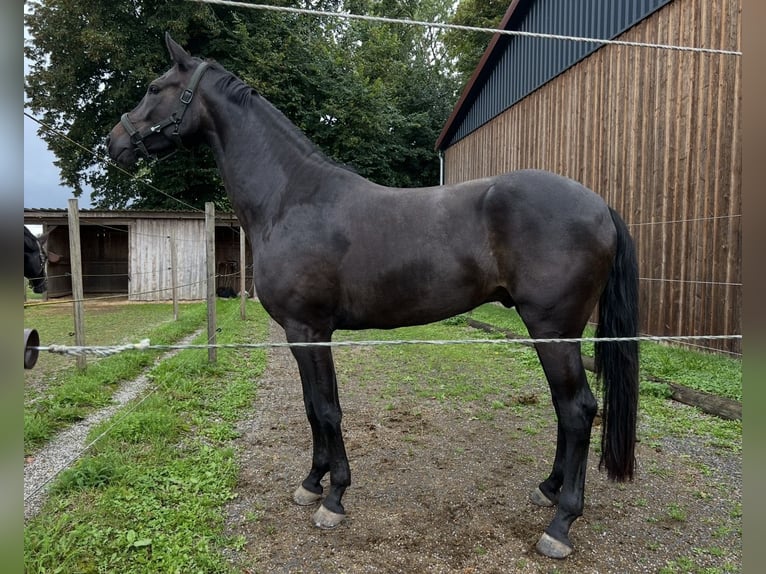 Cheval de sport allemand Hongre 5 Ans 165 cm Bai brun in Hegnenbach