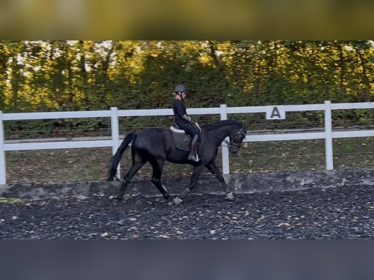 Cheval de sport allemand Hongre 5 Ans 165 cm Bai brun in Hegnenbach