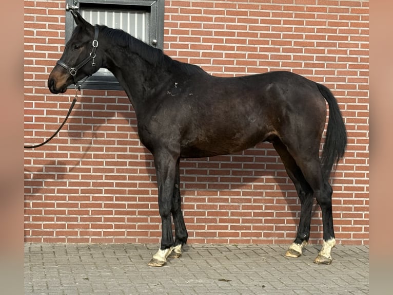 Cheval de sport allemand Hongre 5 Ans 165 cm Bai brun foncé in Zieuwent