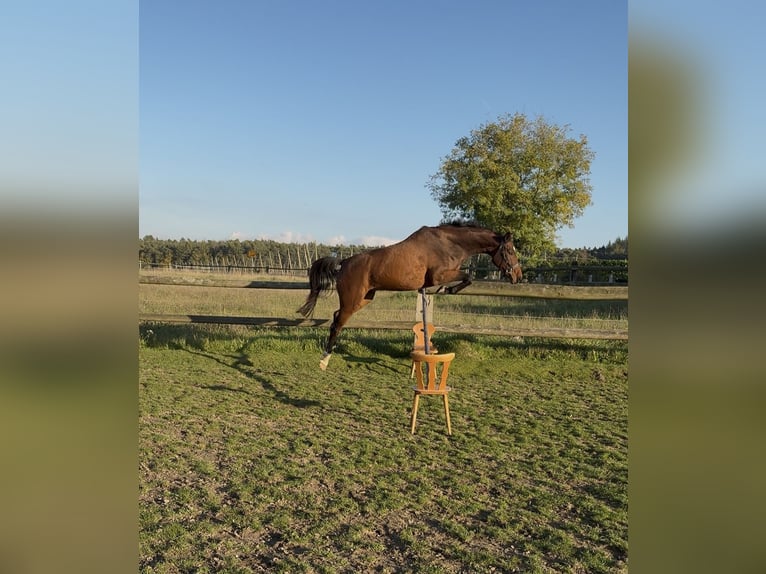 Cheval de sport allemand Hongre 5 Ans 165 cm Bai in Reichertshofen
