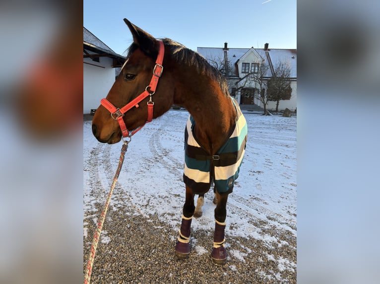 Cheval de sport allemand Hongre 5 Ans 165 cm Bai in Reichertshofen