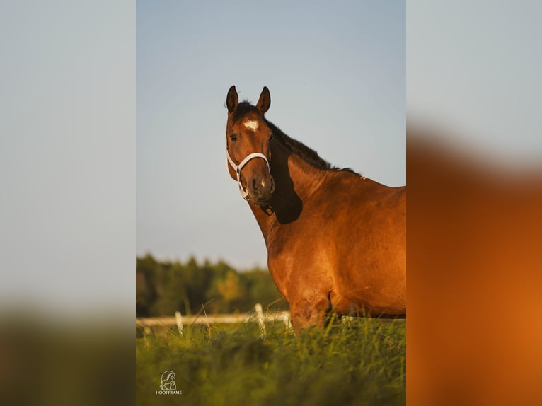 Cheval de sport allemand Hongre 5 Ans 165 cm Bai in Reichertshofen