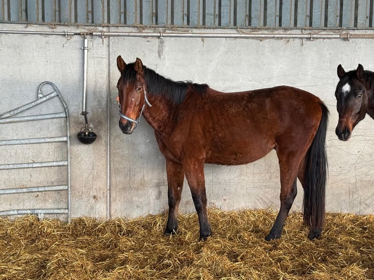 Cheval de sport allemand Hongre 5 Ans 165 cm Bai in Grevenbroich