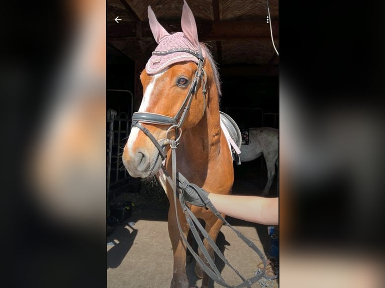 Cheval de sport allemand Hongre 5 Ans 165 cm Bai in Libbesdorf
