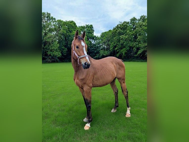 Cheval de sport allemand Hongre 5 Ans 165 cm Bai in Libbesdorf