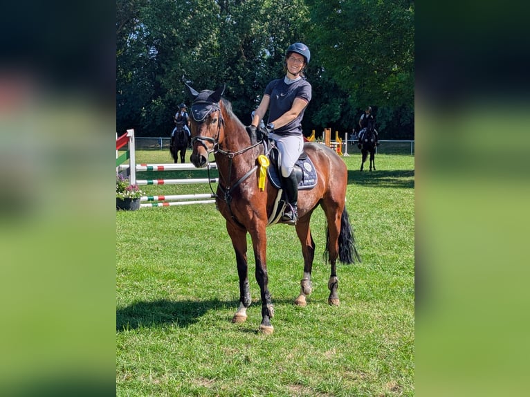 Cheval de sport allemand Hongre 5 Ans 165 cm Bai in Drohndorf