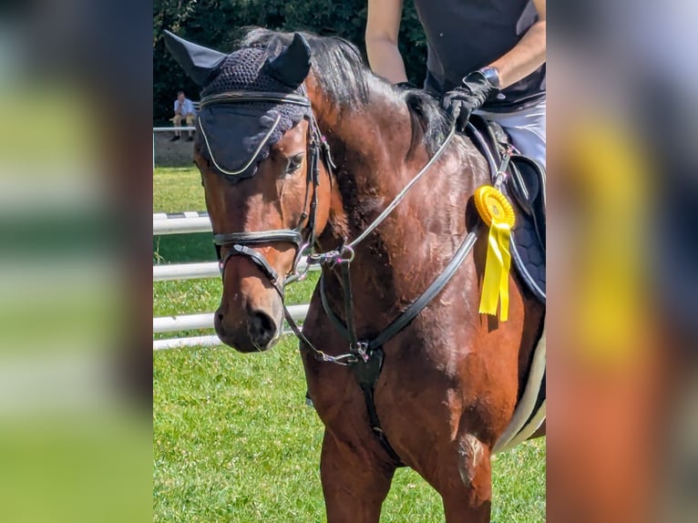 Cheval de sport allemand Hongre 5 Ans 165 cm Bai in Drohndorf