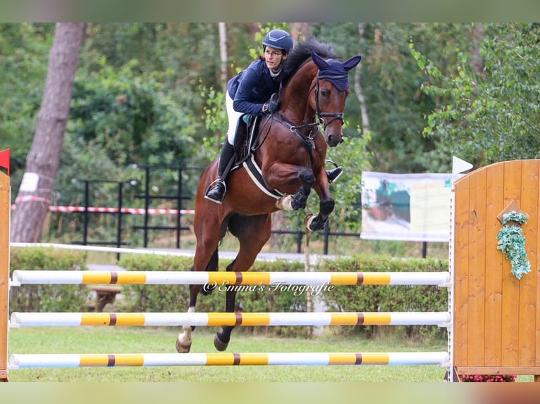 Cheval de sport allemand Hongre 5 Ans 165 cm Bai in Drohndorf