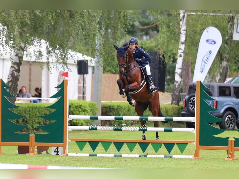 Cheval de sport allemand Hongre 5 Ans 165 cm Bai in Drohndorf