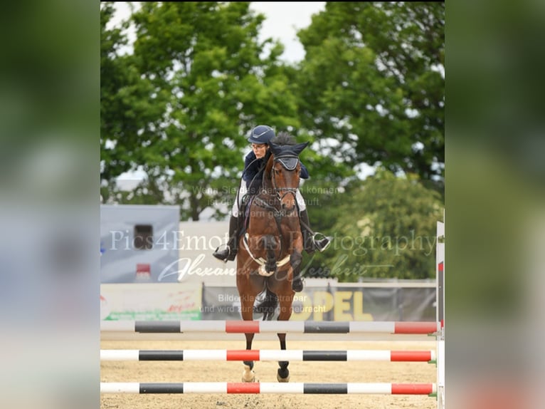 Cheval de sport allemand Hongre 5 Ans 165 cm Bai in Drohndorf