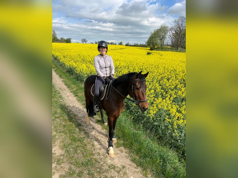 Cheval de sport allemand Hongre 5 Ans 165 cm Bai in Drohndorf