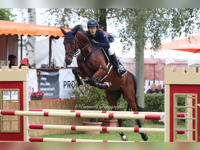 Cheval de sport allemand Hongre 5 Ans 165 cm Bai in Drohndorf