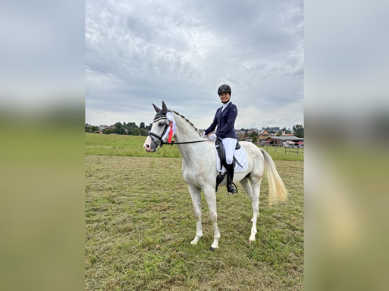 Cheval de sport allemand Hongre 5 Ans 165 cm Gris in Überlingen