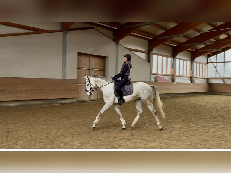 Cheval de sport allemand Hongre 5 Ans 165 cm Gris in Überlingen