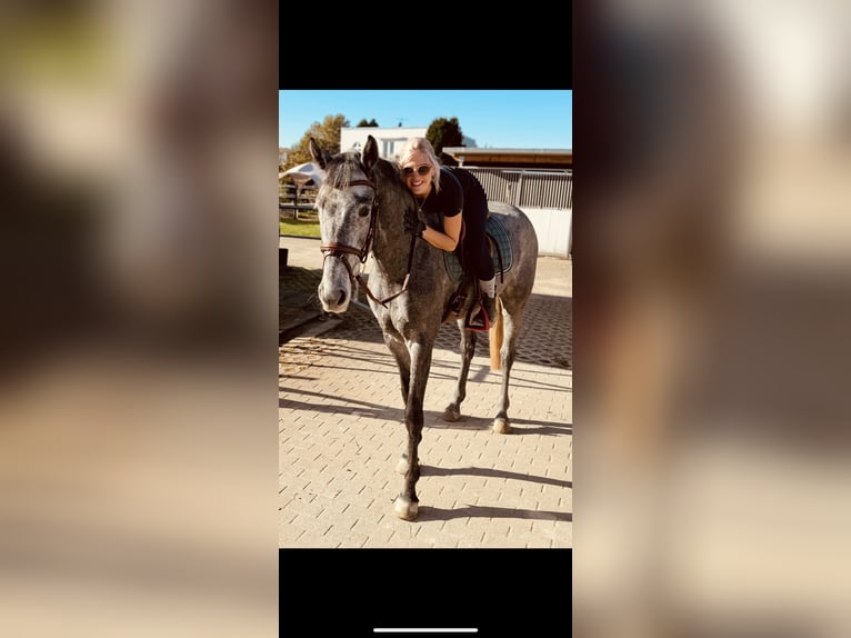 Cheval de sport allemand Hongre 5 Ans 165 cm Gris pommelé in Emmendingen